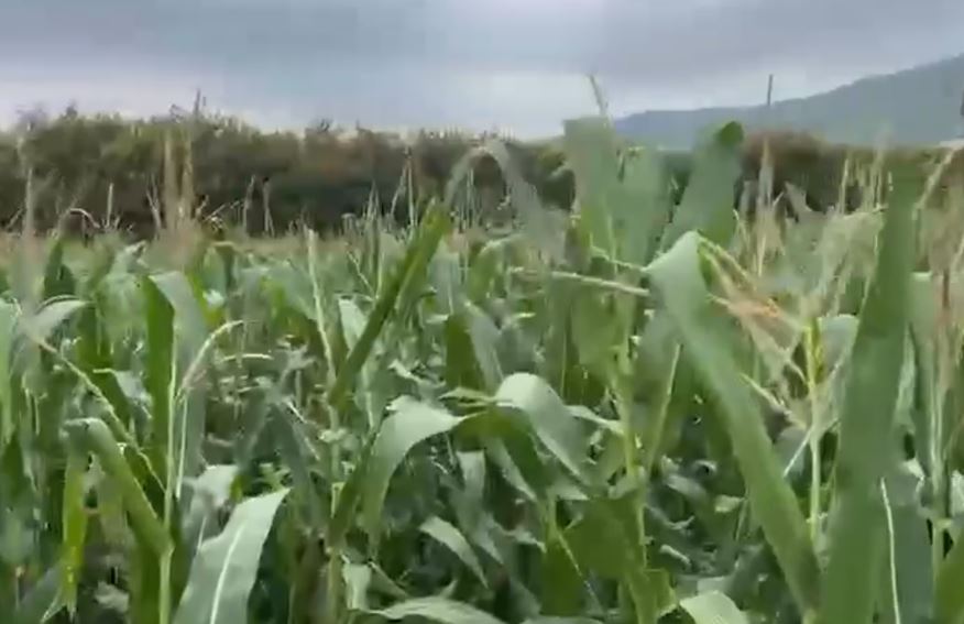 Pamje nga ara ku u gjet i varrosur Enver Bajraktari në Lipjan